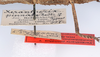 CollectionObject 1562344; d87f2d45-234a-4fbc-acf9-4ad71db781c4: copyright ZMUH, Hamburg. female, data labels (holotype). (CollectionObject).