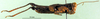 CollectionObject 1501277; cbc673ab-51ef-4bd0-903f-22c90b8675fb: male, lateral view (syntype). (CollectionObject).