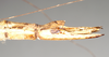 CollectionObject 1561390; NHMUK(SF IMPORT DUPLICATE) 844825, 560149b4-3360-49ab-8557-bd60154a60db: copyright Natural History Museum, London. female: end of abdomen, lateral view of Necroscia zeuxis (syntype). (CollectionObject).