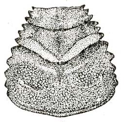 Fig. 63. male pronotum (19 mm). Depicts Arachnacris corporalis (Karny, 1924), an Otu.