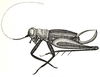 CollectionObject 1533325; 28cddbb4-a91c-4a83-9a8c-9204dfed8ee3: Fig. 7 (after type). female, lateral view (pronotum 1.1, tegmina 3.1, hind femora 5 mm). (CollectionObject).