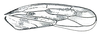 Forewing: Balclutha punctata, forewing. (Observation).