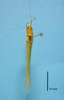 CollectionObject 1542791; b08f99c3-2280-468f-bdf6-729ace0da68d: male, body dorsal view (holotype). (CollectionObject).