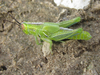 Hesperotettix viridis viridis (Thomas, 1872): nymph (about 9 miles north of Bridgeport, Nebraska, 26 June 2020). (Otu).