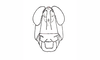 Dichroplus fuscus (Thunberg, 1815): Fig. 4. head, frontal view. (Otu).