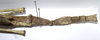 CollectionObject 1557414; 3d8abd3b-1899-4d21-bd21-afa4fcb0ad32: copyright MRAC, Tervuren. female: end of abdomen, lateral view (syntype). (CollectionObject).