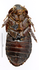 CollectionObject 1587179; MNHN(SF IMPORT DUPLICATE) MNHN-EP-EP1093, da38da07-95aa-40fa-9359-e6e379d9bac2: CC BY-NC-ND 4.0/MNHN - Depraetere Marion - 2014. Paratype, male, of taiwanensis taiwanensis Roth, 1979. Specimen number: MNHN-EP-EP1093. http://coldb.mnhn.fr/catalognumber/mnhn/ep/ep1093. (CollectionObject).