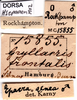 CollectionObject 1507151; 53ea6541-aeff-4d23-bff0-2cc50567b7df: labels. (CollectionObject).