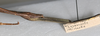 CollectionObject 1557865; NMW 780, fe89e5a8-ccc0-4a8b-923e-40f33bfad8bd: copyright NMW, Vienna. female: end of abdomen, ventral view (holotype). (CollectionObject).