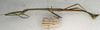 CollectionObject 1557757; 11cbf237-f501-426b-980f-93ea558d0337: copyright NMW, Vienna. male, lateral view (syntype). (CollectionObject).;CollectionObject 1557758; 76fe8e28-38d1-40c9-893d-8c7395fa3858: copyright NMW, Vienna. male, lateral view (syntype). (CollectionObject).;CollectionObject 1557759; ab2c6d27-eee0-44a7-a9ca-ff9d248f36e1: copyright NMW, Vienna. male, lateral view (syntype). (CollectionObject).