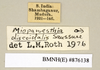 CollectionObject 1572951; c9ea46d6-3dbb-474b-8210-fd79b11441d4: Copyright Natural History Museum, London. Labels from non-type (adult male) in BM(NH). (CollectionObject).