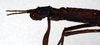 CollectionObject 1557462; 402dd993-b64e-45e0-af9a-9d5ef09739c8: copyright NMW. female: head and thorax, lateral view (syntype). (CollectionObject).;CollectionObject 1557463; c9c4129f-6f3a-46c1-b8f2-37897d7742ae: copyright NMW. female: head and thorax, lateral view (syntype). (CollectionObject).