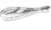 Dichroplus fuscus (Thunberg, 1815): Fig. 1A. hind femur, external face. (Otu).