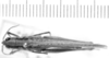 CollectionObject 1526818; 66bca648-349a-4253-84f8-12994dc294fb: female, dorsal view (syntype). (CollectionObject).