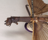 CollectionObject 1575642; NHMUK(SF IMPORT DUPLICATE) 845141, 45894c45-51ae-4578-93ae-958ce2f2d437: copyright Natural History Museum, London. male of Orthomeria pandora: head and thorax, lateral view (paralectotype). (CollectionObject).