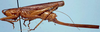 Eumacroxiphus (Eumacroxiphus) diffundatus Ingrisch, 1998: female (paratype). (Otu).