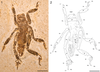 CollectionObject 1502615; 1f4edb5a-5376-49aa-9d23-b1f05da0e109, MfN I.2079: Figures 1-2. Specimen MfNB I.2079. Abbreviations: R1, right proleg; L1, left proleg; R2, right mesothoracic leg; L2, left mesothoracic leg; R3, right metathoracic leg; L3, left metathoracic leg; bt, basitarsus; fm, femur; pn, pronotum; tb, tibia; tr, trochanter; ug, ungues. Scale bars represent 10 mm. (CollectionObject).