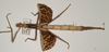 copyright OUMNH. female of Phasma (Diura) japetus (holotype). Depicts CollectionObject 1557052; b05ff683-8c60-4212-aaa3-e99ec2ddf0cd, a CollectionObject.