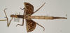 CollectionObject 1557052; b05ff683-8c60-4212-aaa3-e99ec2ddf0cd: copyright OUMNH. female of Phasma (Diura) japetus (holotype). (CollectionObject).