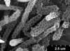 Brochosomes: !! display not done !! on Cuerna balli Oman & Beamer, 1944: CR335 | U.S.A., Arizona, Coconino Co., ca. 9.5 mi N of Valle, on Atriplex, R. Rakitov [#03-7], 10 Apr 2003 | INHS. (Observation).
