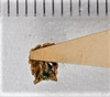 CollectionObject 1618747; e20b307a-278b-49a3-aff5-08650f73c5ca: (CollectionObject).
