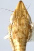 Nymph: (Observation).