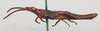 CollectionObject 1540562; 7596415d-d2f8-42b9-a939-494782c41d66: male, lateral view (lectotype). (CollectionObject).