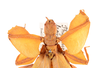 CollectionObject 1561214; feaeeafb-add9-4df9-ad36-79567a93f5eb: copyright ZMUH, Hamburg. female: head and thorax of Phyllium frondosum (holotype). (CollectionObject).