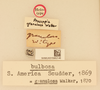CollectionObject 1518059; 9c93fa6c-2793-4132-9c12-bcddceff8c95, NHMUK015982146: labels (holotype of Proscopia granulosa). (CollectionObject).