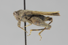 CollectionObject 1523342; a8084cf0-a475-4cad-af8d-148b89c19d7e: female, lateral view (holotype of Apotettix eurycephalus). (CollectionObject).