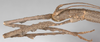 CollectionObject 1563000; 2d291d5d-5630-4ecb-9b66-ad2e215bf70e: female (paratype), copyright F. Hennemann. female: head, lateral view (paratype). (CollectionObject).;CollectionObject 1563001; 685949bb-edc0-40bb-9b53-806f4c470ab1: female (paratype), copyright F. Hennemann. female: head, lateral view (paratype). (CollectionObject).