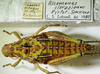 CollectionObject 1498671; c97a914b-ff0b-4ed8-9a97-1d4d3294415d: female with labels. (CollectionObject).