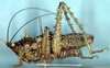 CollectionObject 1516864; 06733ec4-5fff-4cd7-9aff-2aeff3b1a3b7: male, lateral view (holotype). (CollectionObject).