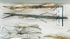 CollectionObject 1557697; 94b3c95b-f9dc-423e-a387-7e5f43cebc70: copyright MNHN, Panel coll., Paris. male and female (syntypes). (CollectionObject).;CollectionObject 1557698; 765faf8a-8a39-44bb-baf8-41a6407a8bc0: copyright MNHN, Panel coll., Paris. male and female (syntypes). (CollectionObject).