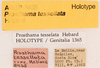 CollectionObject 1523721; ad1bcb63-524d-4858-89c5-ff139da82df0: labels (holotype). (CollectionObject).