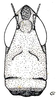 Phyllochoreia equa Burr, 1899: Fig. 7. female head, frontal view. (Otu).