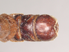 CollectionObject 1557257; NHMUK(SF IMPORT DUPLICATE) 845250, 7e2ad631-ffb0-4ae4-b2f3-96a52c583658: copyright Natural History Museum, London. male: end of abdomen, dorsal view (holotype). (CollectionObject).