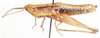 Parodontomelus brachypterus (Karny, 1917): female, lateral view. (Otu).