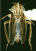 Habitus, dorsal view on Elginus saltus (Naudé, 1926): Habitus (female). (Observation).