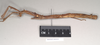 Hermagoras hosei Kirby, 1896: copyright Natural History Museum, London. female, lateral view of synonym Hermagoras cristatus (holotype). (Otu).