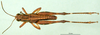 CollectionObject 1501216; 076973ea-f80d-4fe5-8576-9417b7a455d5, DORSA BA000883S01: male, dorsal view (holotype). (CollectionObject).