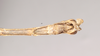 CollectionObject 1557971; 9c057d24-65f4-4e8d-8929-50c02566117d: copyright Natural History Museum, London. male: end of abdomen, ventral view (holotype). (CollectionObject).