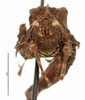 CollectionObject 1567873; 8b1928e4-9846-4380-9327-56d5beffceeb: male, frontal view (no type). (CollectionObject).