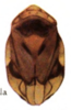 Habitus, dorsal view on Clastoptera unicolor Fowler, 1898 now Clastoptera xanthocephala Germar, 1839: (Observation).