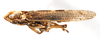 Habitus, lateral view on Idiosystatus acutiusculus (Spinola, 1852): (Observation).