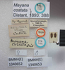 Mayana costatus Distant, 1893: Mayana costata. Syntype. (BMNH) - (CC BY-NC 4.0) Photo by Stuart Cole, reproduced with permission from the Natural History Museum, London, UK. (Otu).
