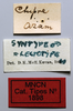 CollectionObject 1535552; 769f0e13-c1b3-469b-9fec-badb3331251d: male, labels (lectotype). (CollectionObject).