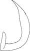 Aedeagus, lateral view on Drabescoides nuchalis (Jacobi, 1943): (Observation).