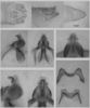 Melanoplus utahensis Scudder, 1897: male genitalia. (Otu).
