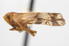 Habitus, lateral view: !! display not done !! on Bothriocera Burmeister, 1835: Bothriocera knulli Caldwell, 1943. (Observation).